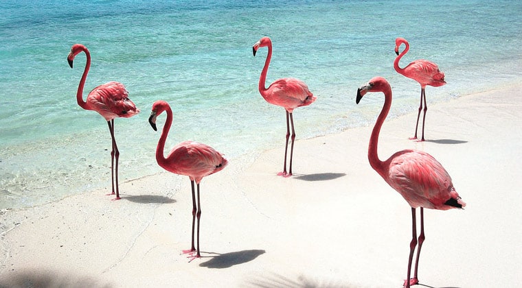 Flamingostrand Aruba