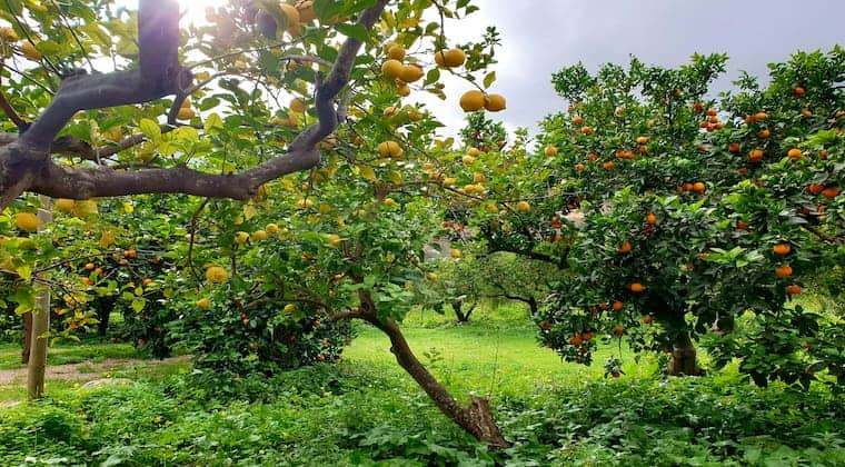 Orangen und Zitronen in Soller Mallorca