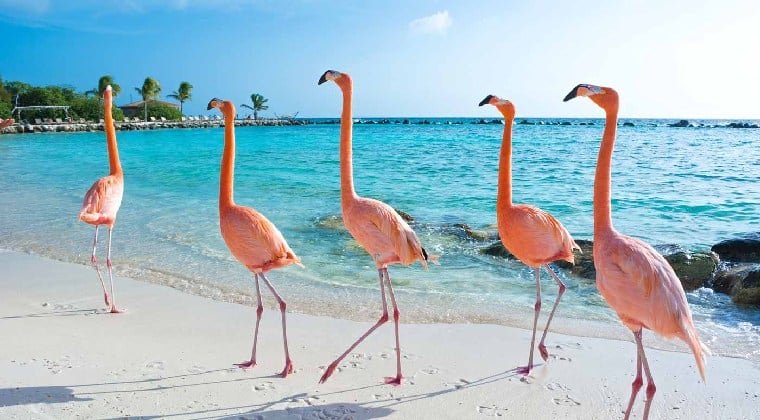 flamingo beach aruba Flamingos am Strand