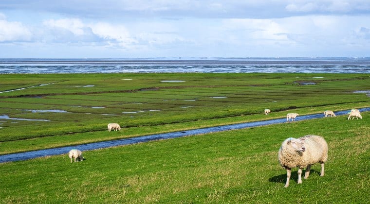 Nordsee Insel Pellworm Schafe