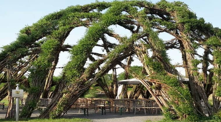 Weidendom in Schlepzig