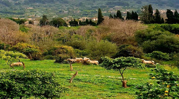 Wandern auf Mallorca Schafe