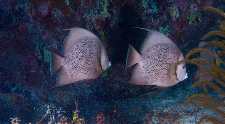 Jardines De La Reina auf Kuba Fische