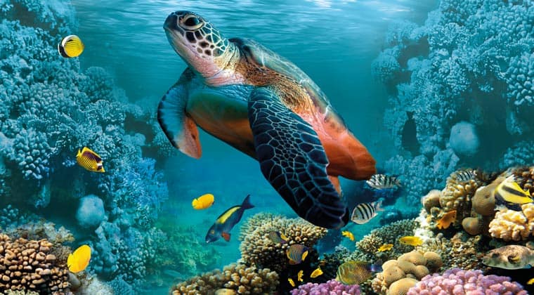 Schildkröte mit Fischen im Meer