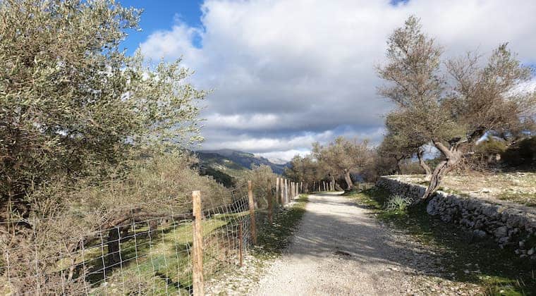 Mallorca Wandern Olivenhaine