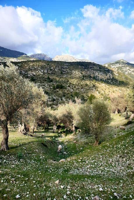 Olivenhaine und Schafe