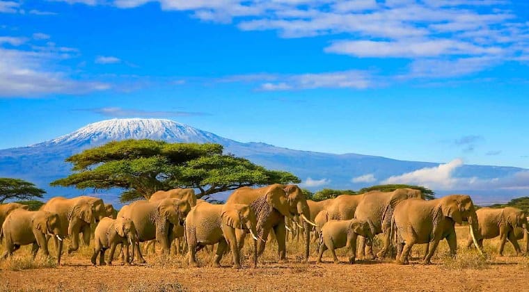 Safari Reise Afrika Elefantenherde