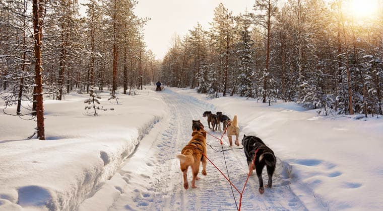 Husky Hunde in Rovaniemi Lappland