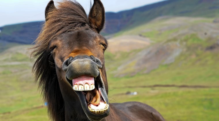 Isländische Pferde lächeln!