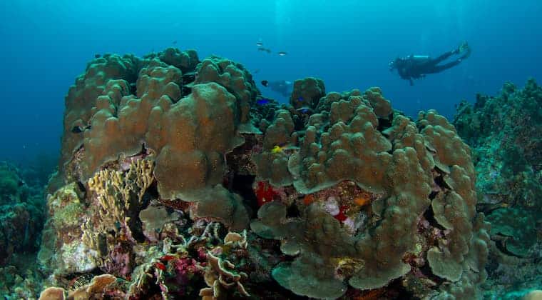 Tauchen Koralle Curacao