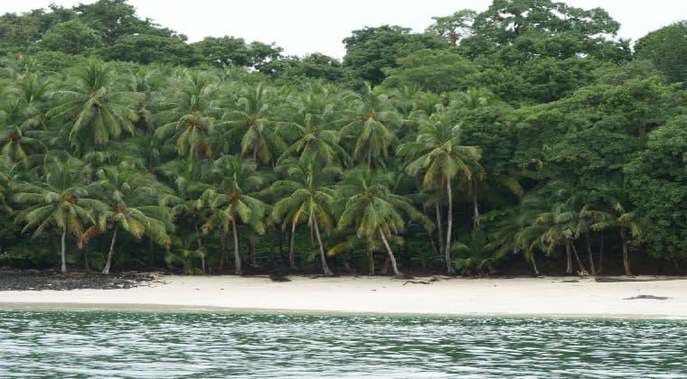 Panama Strand mit Palmen