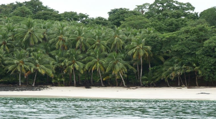 Panama Strand mit Palmen