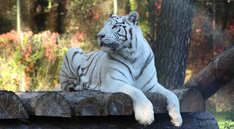 Serengeti Park Hodenhagen weißer Tiger