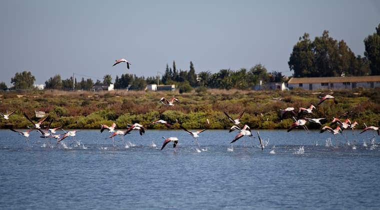 Flamingos im Chiclana Teich Andalusien
