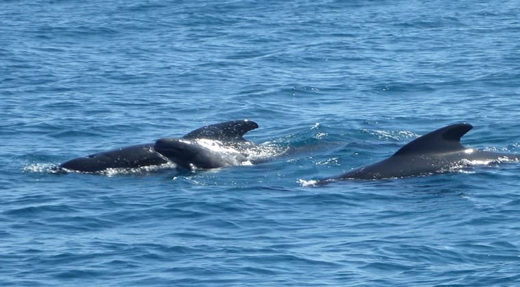 Whalewatching vor Gibraltar Andalusien
