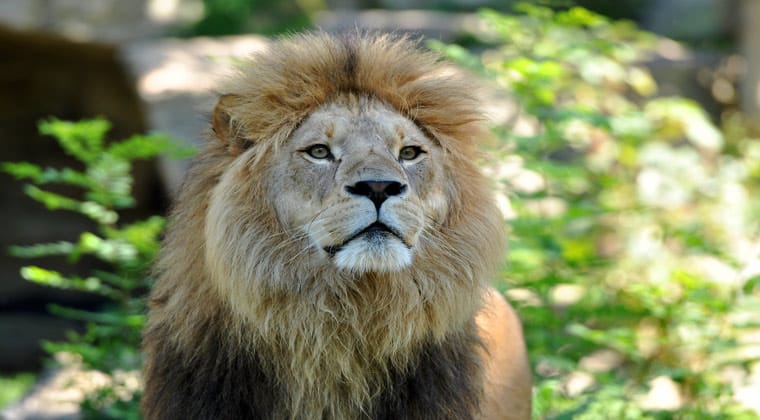 Zoo Hellabrun München ein Löwe