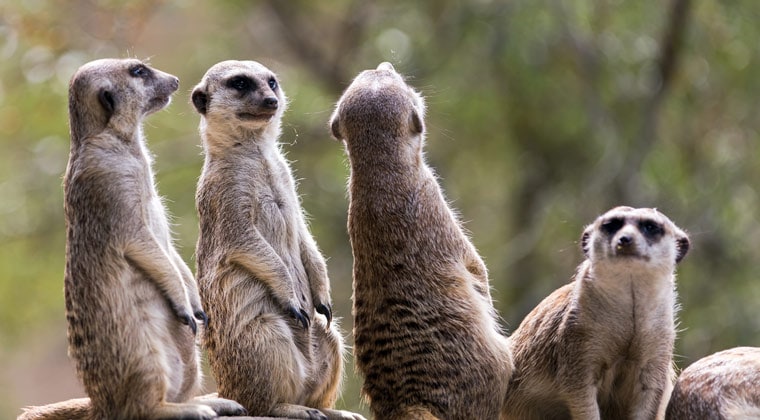 Süße Erdmännchen im Zoo Rostock