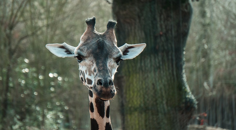 Zoos in Deutschland eine Giraffe