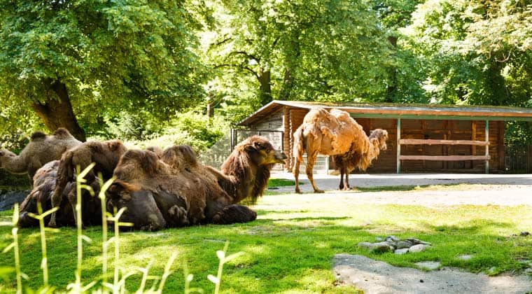 Zoos in Deutschland mehrere Kamele