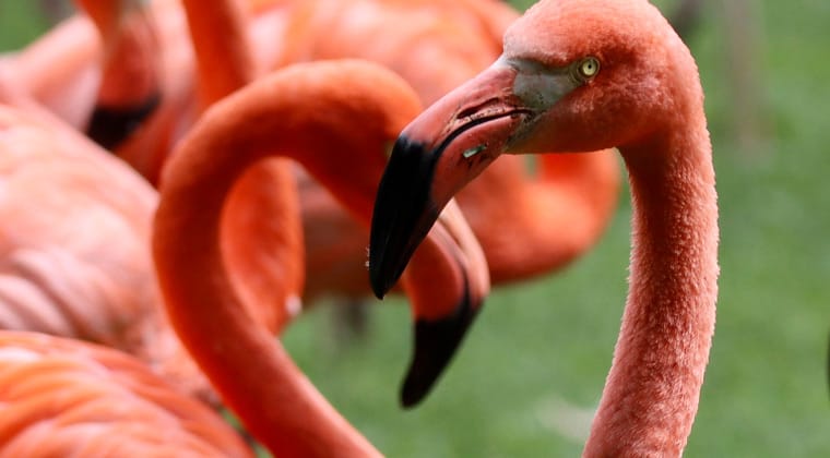Zoos in Deutschland rosa Flamingos