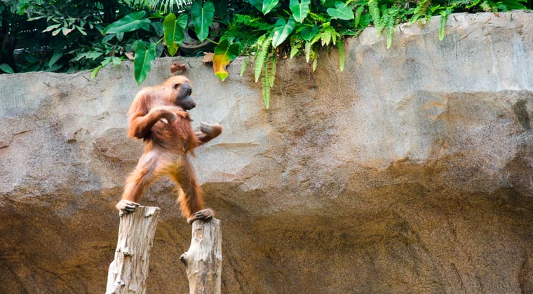 Zoos in Deutschland ein Orangutan auf einem Holzstamm