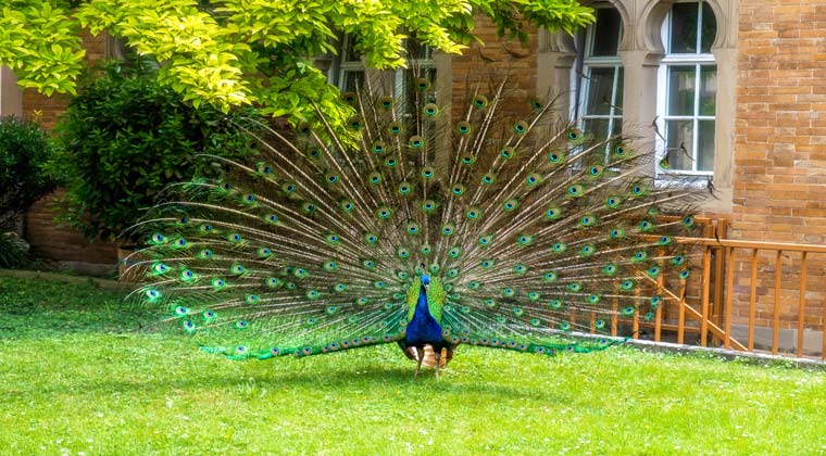 Zoos in Deutschland ein schöner Pfau