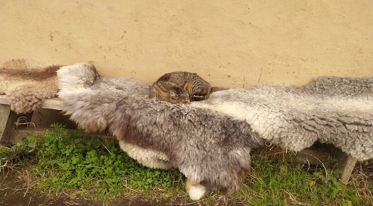 Katze vor Wikingerscheune