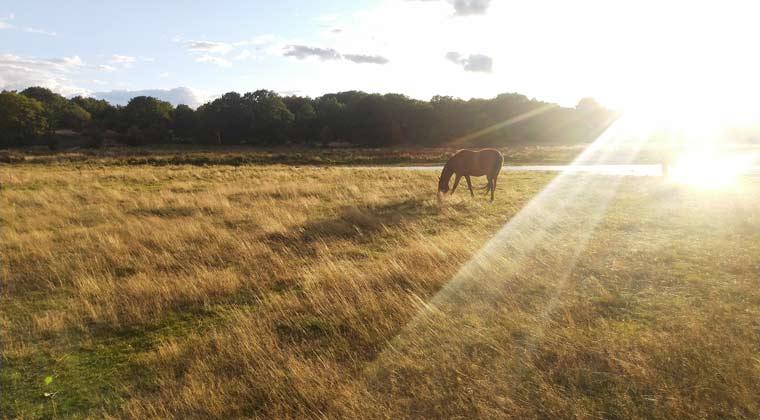 Ein Perd grast auf einem Feld