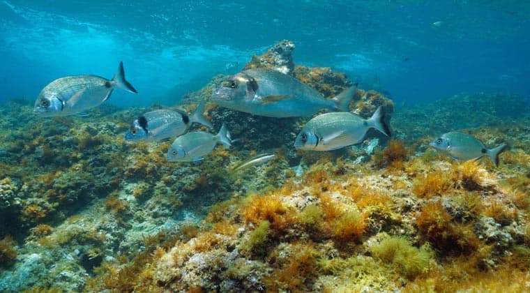 Unterwasserwelt Fische Medes Inseln