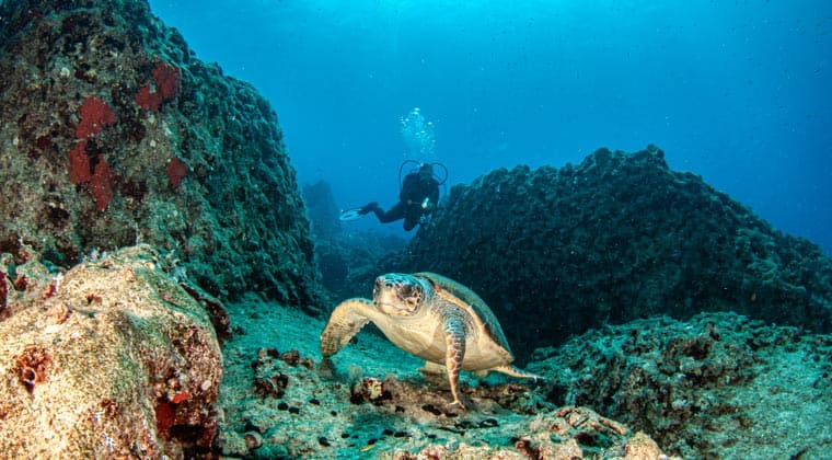 Ein Taucher mit einer Meeresschildkröte