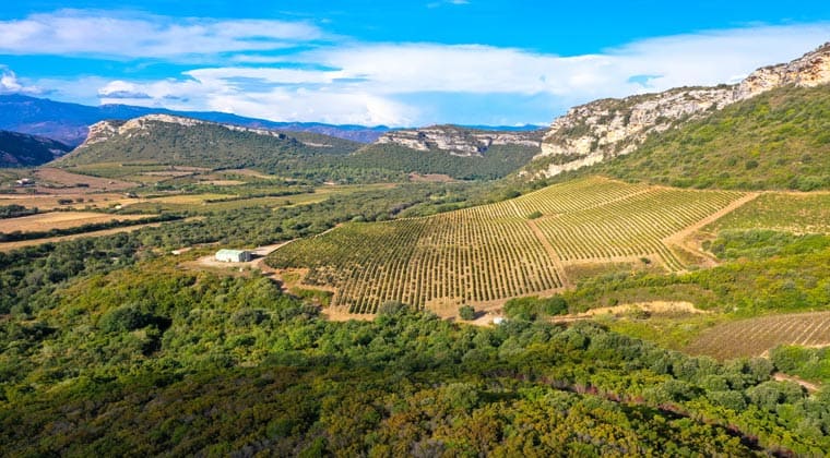 Das bekannte Weinbaugebiet Patrimonio