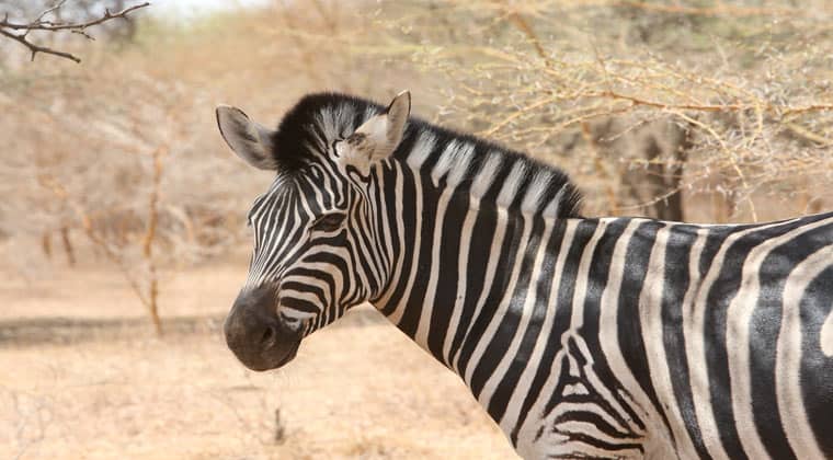 Wilde Zebra in Senegal