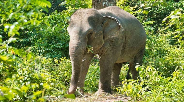 Bis zu 300 Kilogramm Grünzeug frisst ein ausgewachsener asiatischer Elefant – am Tag