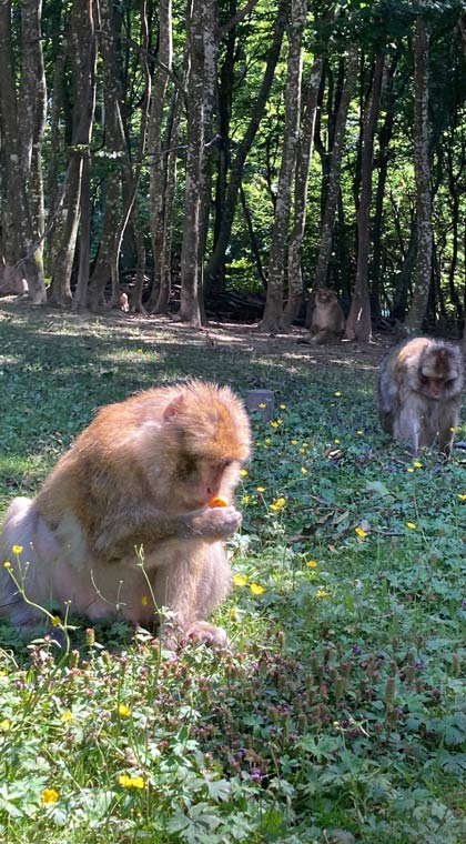 Bodensee Affenberg Salem Zwei Affen im Gras