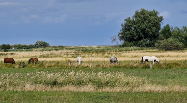 Schleswig Holstein Urlaub Pferde auf der Wiese