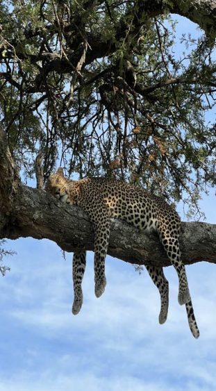 Tansania Safari Leopard Serengeti