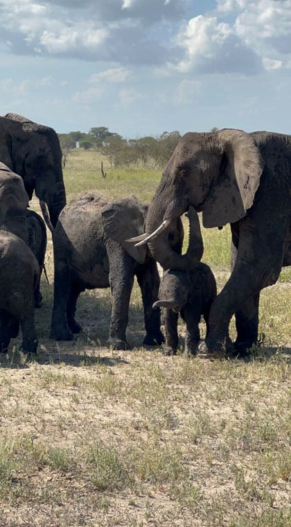 Tansania Safari Elefantenfamilie im Tarangire Nationalpark