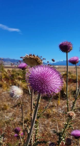 Argentinien Patagonien Blumen El Calafate