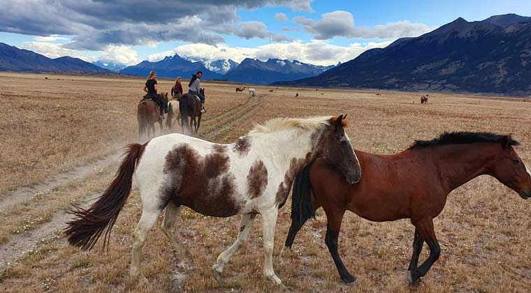 Argentinien Patagonien Pferde Steppe