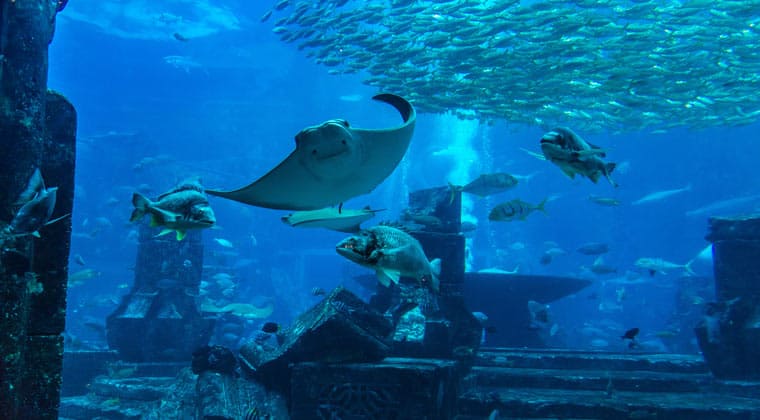 Blick auf das Dubai Aquarium in der Dubai Mall
