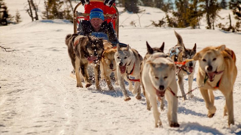 Hundeschlitten in Sälen in Schweden