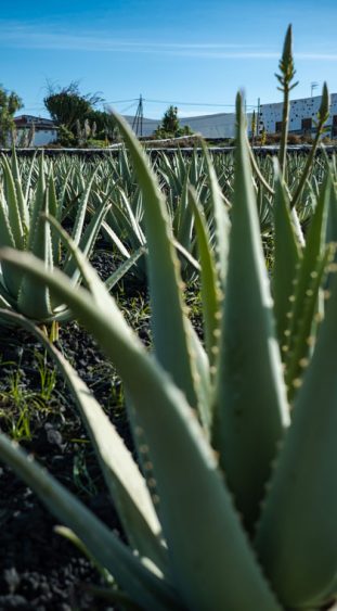 Fuerteventura eine Aloe Vera Farm