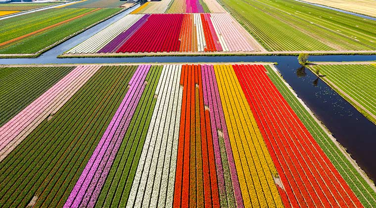 Tulpenblüte in Holland Tulpenfeld im Keukenhof in Lisse in den Niederlanden.