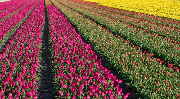 Tulpenblüte in Holland Auch das Blumenzwiebel-Anbaugebiet Bollenstreek ist bekannt für die weltberühmten holländischen Blumen.