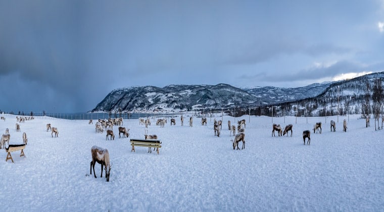 In der Nähe von Tromso in Norwegen - Rentiere im Schnee vor einem See.