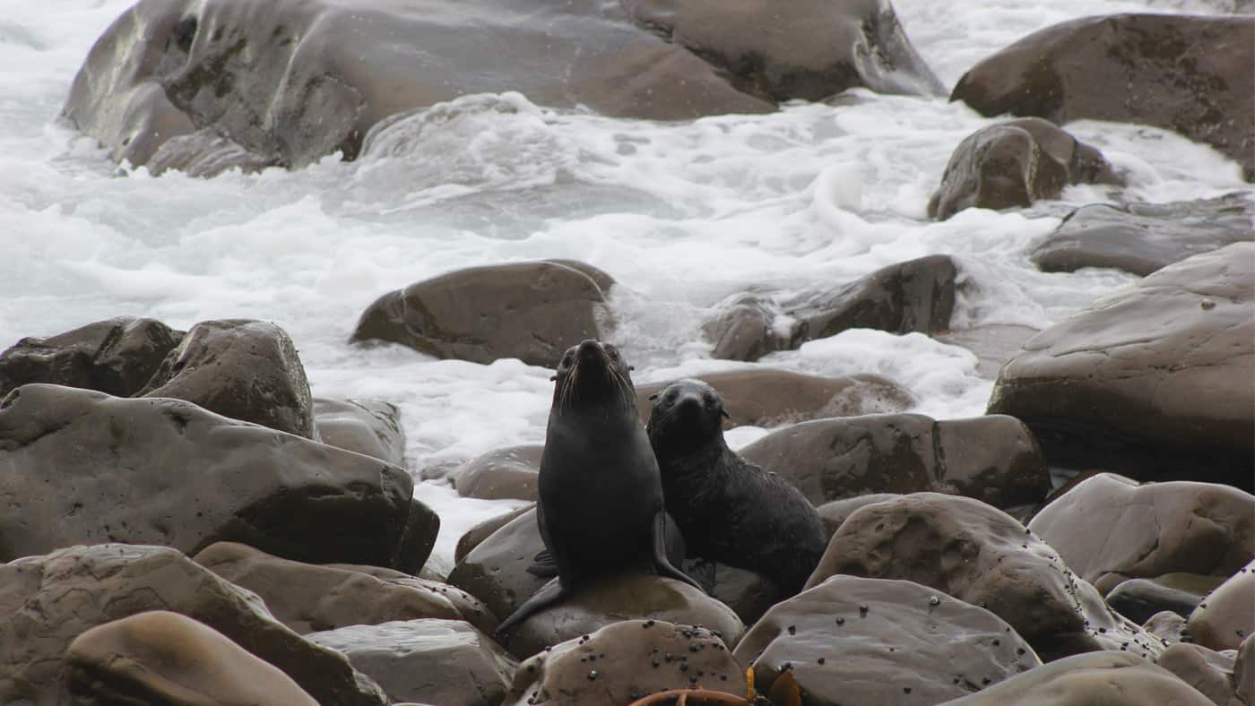 Bei einem Abstecher nach Kaikoura entdecken wir an einem kleinen Wasserfall zwei junge Robbengeschwister und folgen Ihnen bis zum Meer.