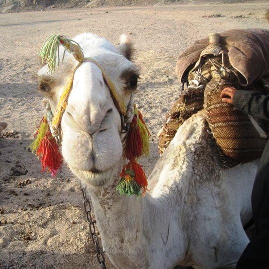 "Schau mir in die Augen Kleines"