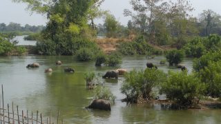 Auch die Büffelherde nimmt bei dem heißen Wetter ein Bad im Mekong