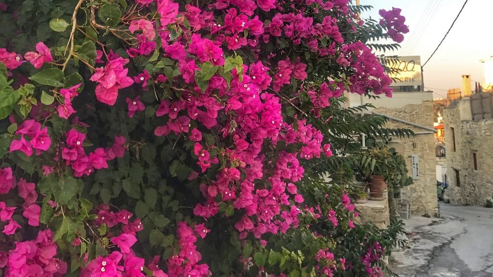 Es blüht und grünt in den kleinen Gassen von Pitisidia.