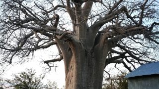 Ich vor einem riesigen Baobab Baum